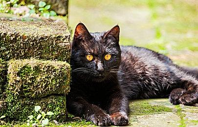 毕业生制作《置换：无名画家生存法则》试玩版放出 预计明年发售